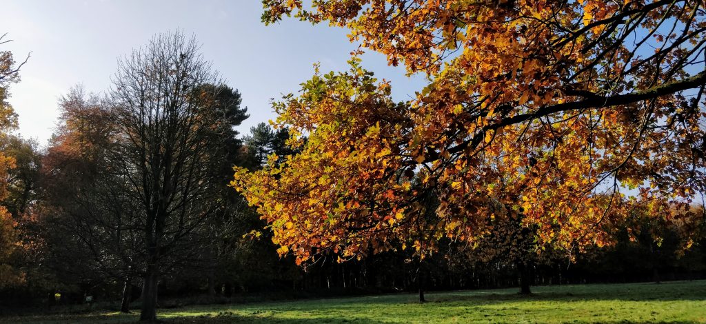 Photo of trees with gold and brown leaves depicting autumn